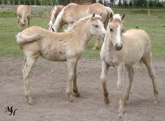 hribe4.jpg